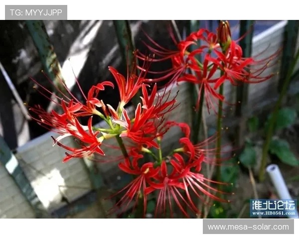 亚洲必赢官方网时间登录版详细攻略，帮助新手快速掌握登录流程与游戏技巧